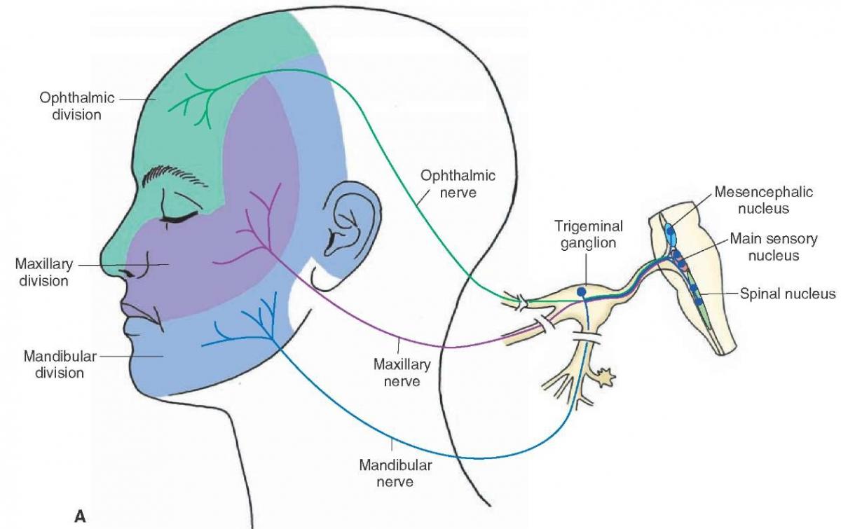 Trigeminal Nucleus